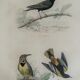 Ornithological plank "The Starling... Louisiana - The Baltimore" Buffon 1938