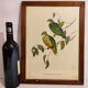 Gould Bird Lithograph Painting / 1950's England / Ptilinopus Ewingii