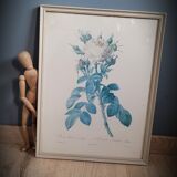 Litho rose Four seasons Lelieux