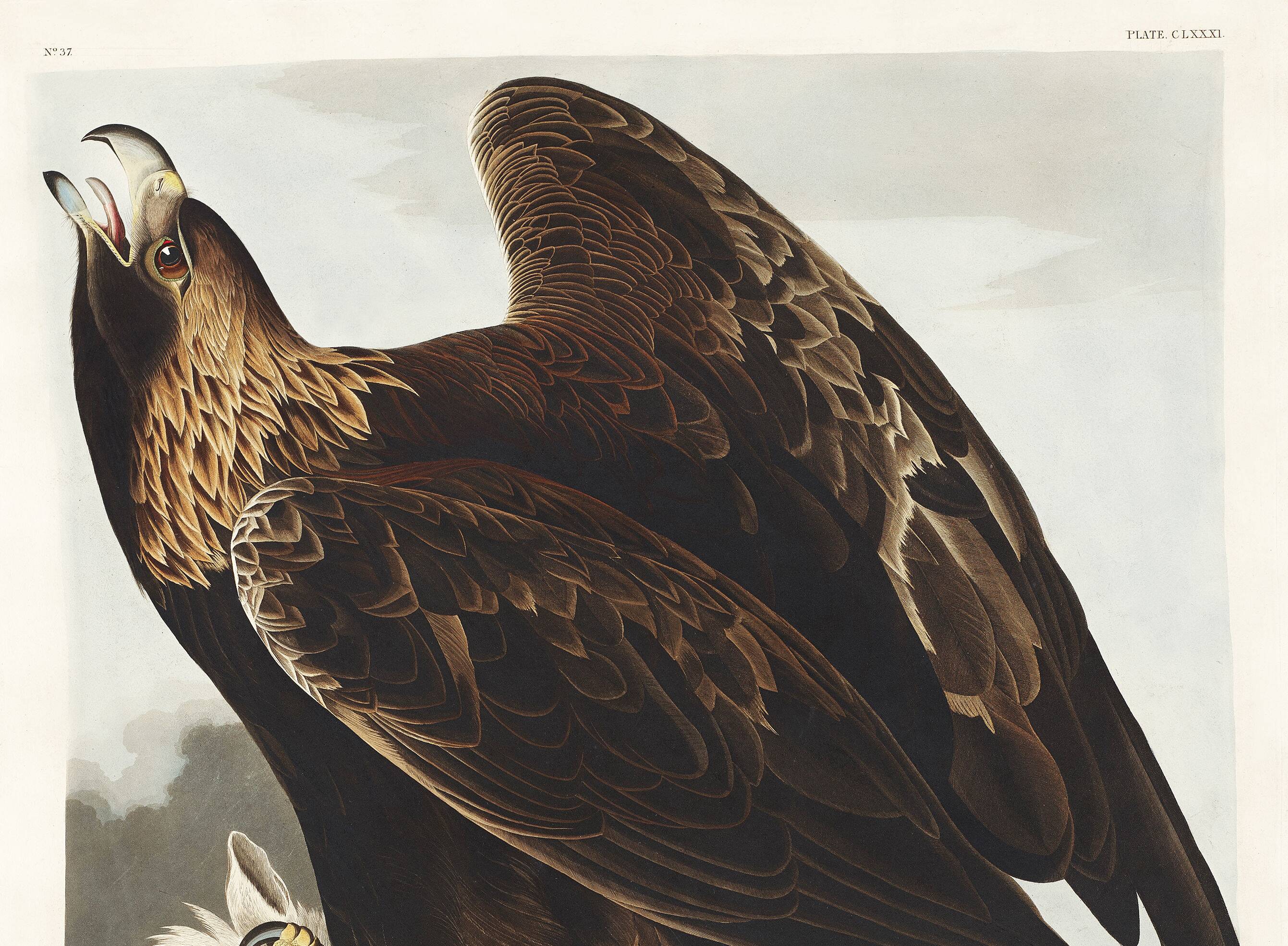 Affiche sur l’Aigle royal, d’après une gravure ancienne de 1827.