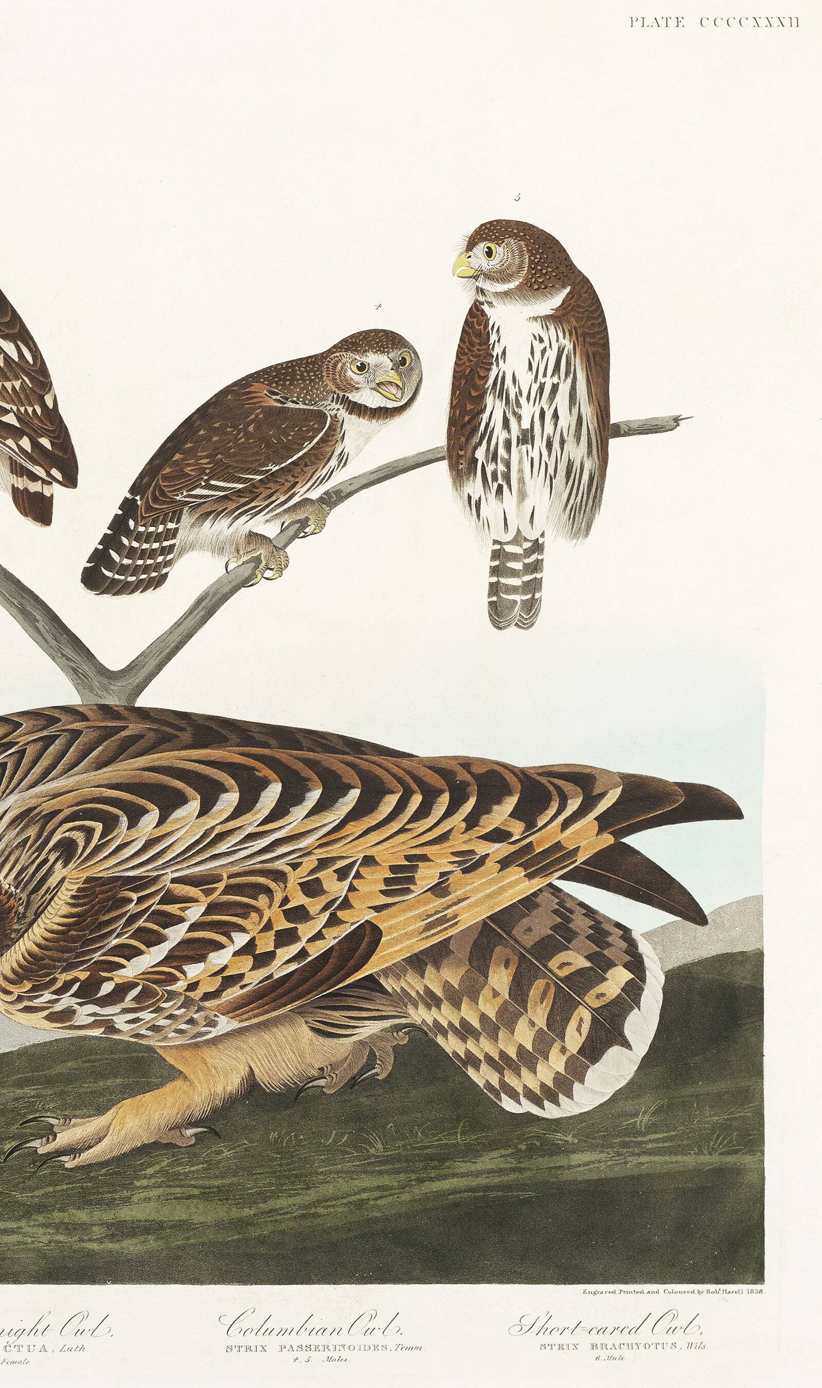 Poster about owls, based on an old engraving from 1827.