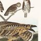 Poster about owls, based on an old engraving from 1827.