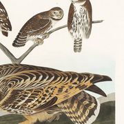 Affiche sur les chouettes, d’après une gravure ancienne de 1827.
