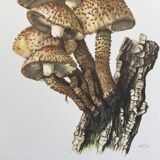 Illustration botanique Champignons Pholiote Impression Vintage des années 60