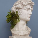 Head David in full plaster