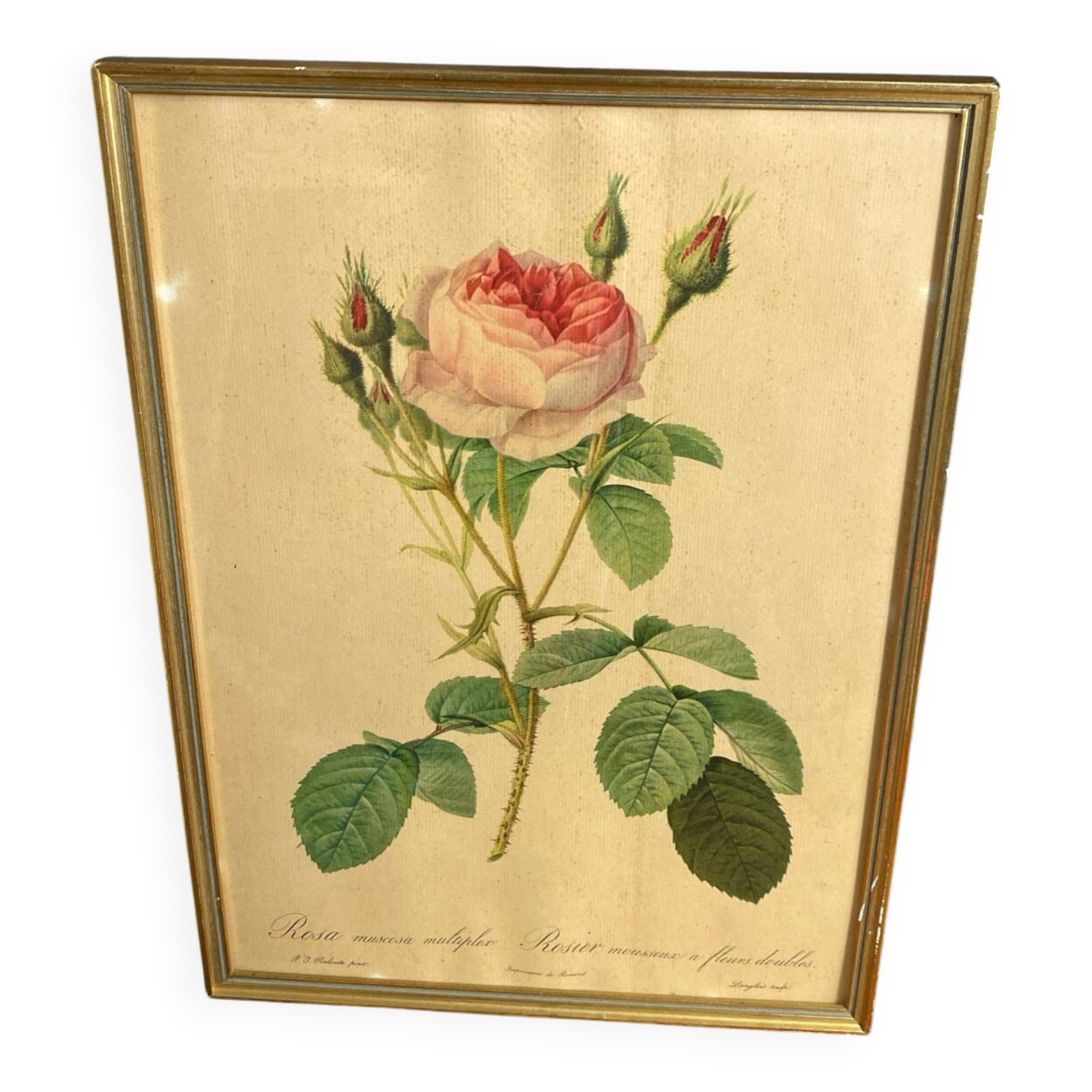 Framed botanical poster, rose bush