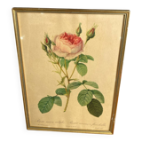 Framed botanical poster, rose bush