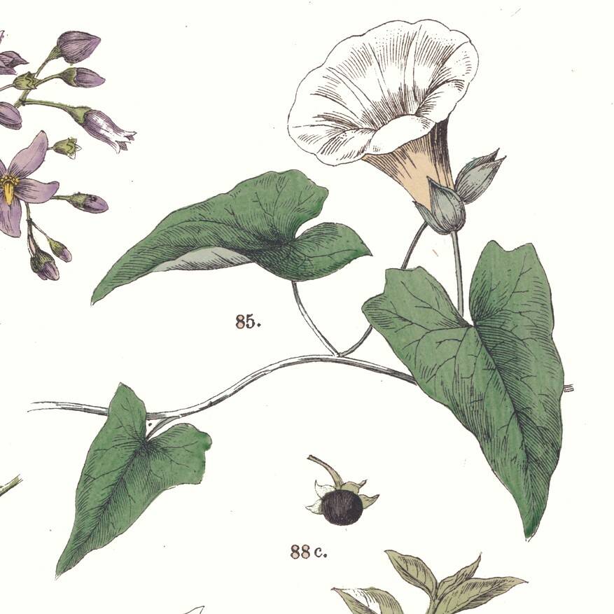 Botanical poster "peppers", based on a plate from 1881