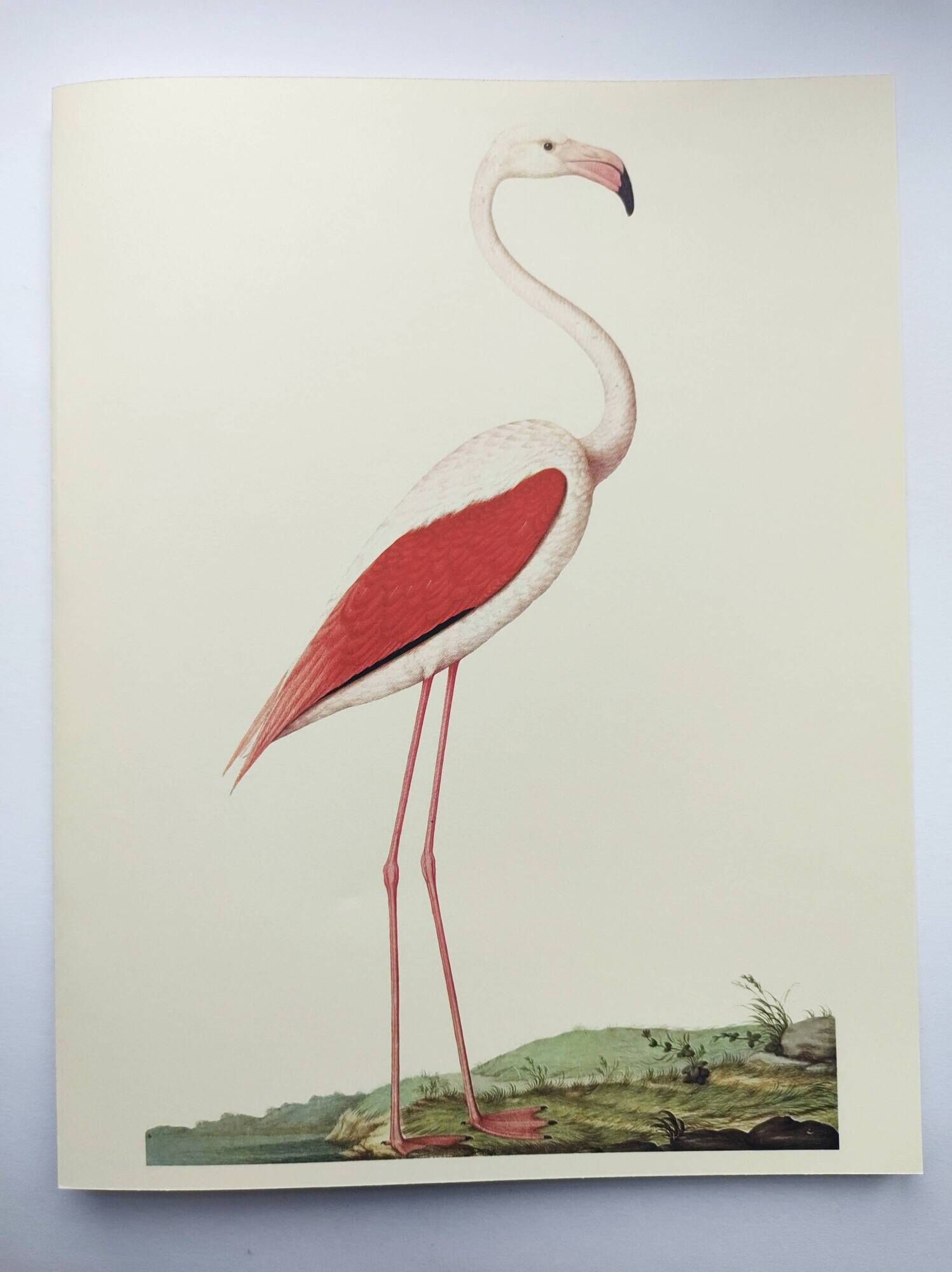 Old board - Pink flamingo - Vintage zoological and ornithological illustration - Bird