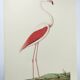 Old board - Pink flamingo - Vintage zoological and ornithological illustration - Bird