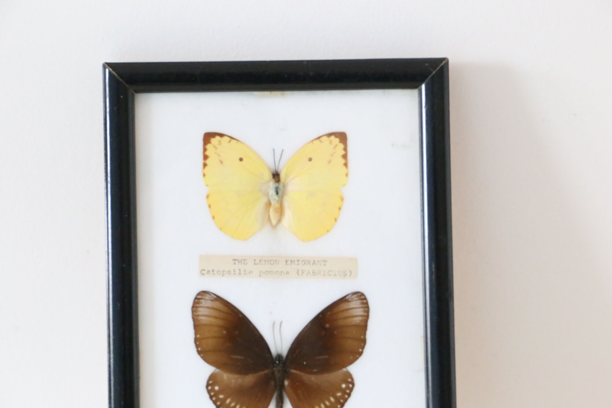 Naturalized butterfly frame