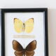 Naturalized butterfly frame