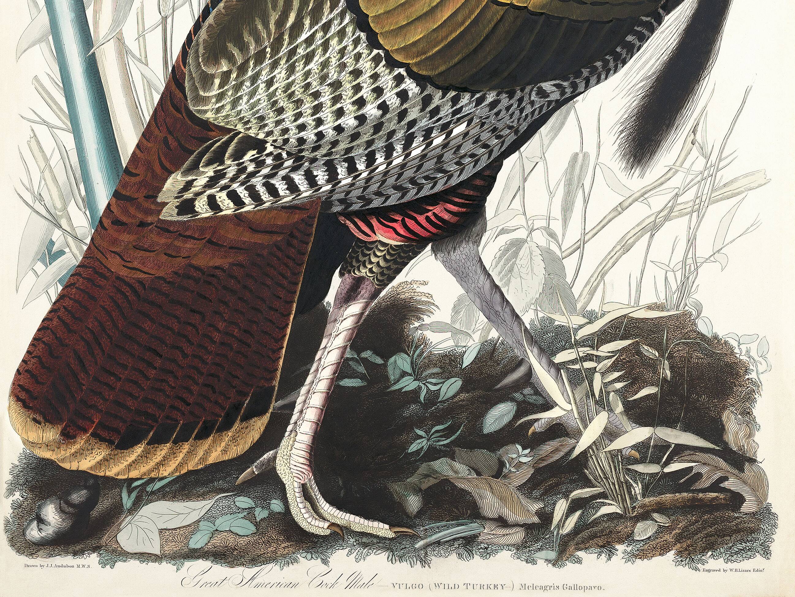 Affiche sur le Dindon sauvage, d’après une gravure ancienne de 1827.