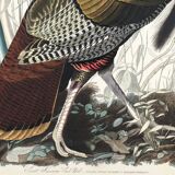 Affiche sur le Dindon sauvage, d’après une gravure ancienne de 1827.