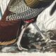 Poster about the Wild Turkey, based on an old engraving from 1827.