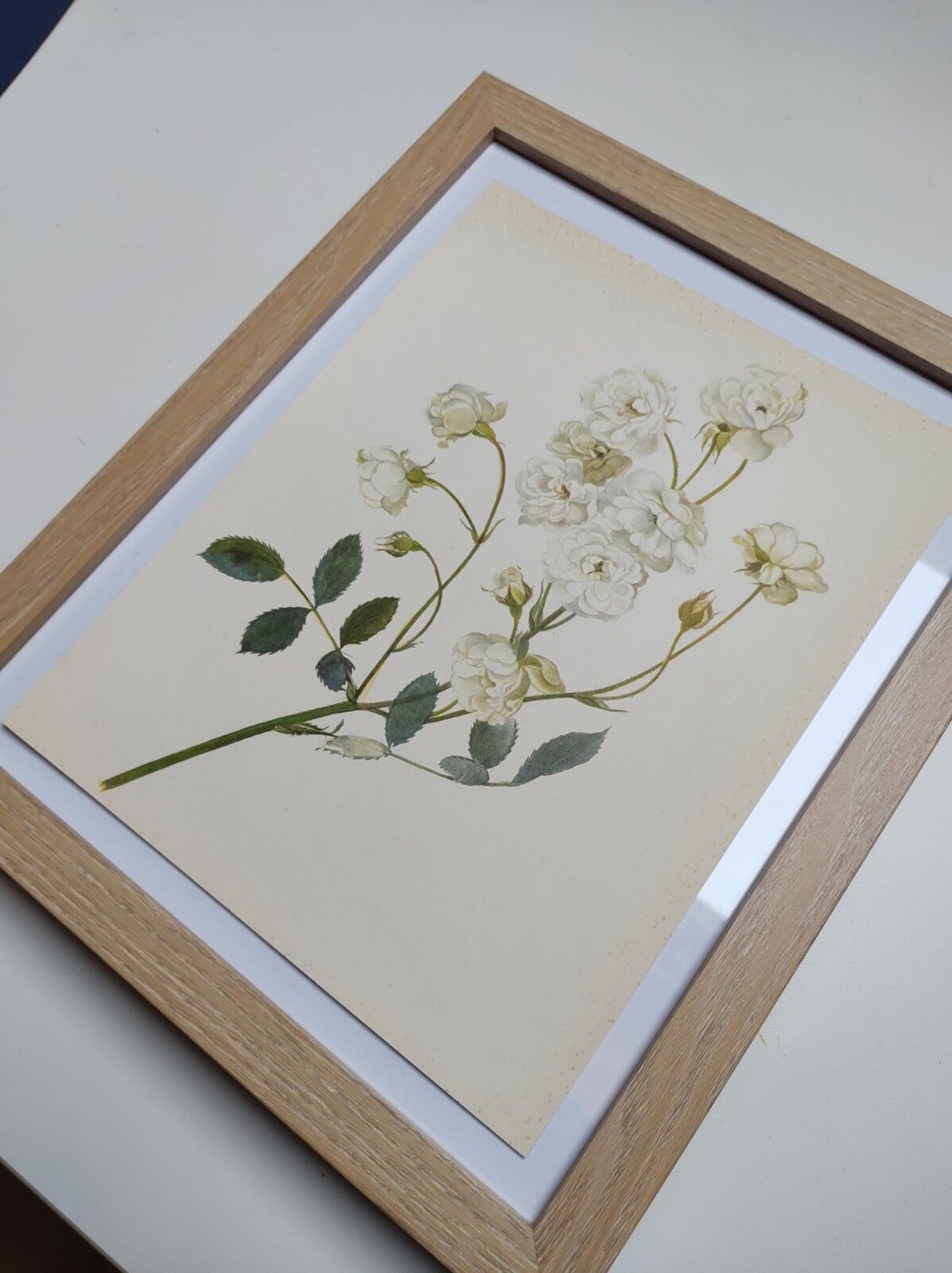 Rose Botanical Board - Original Vintage from 1968 - Katherine Zeimet🌹
