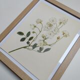 Rose Botanical Board - Original Vintage from 1968 - Katherine Zeimet🌹