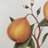 Botanical plank the Bergamotier