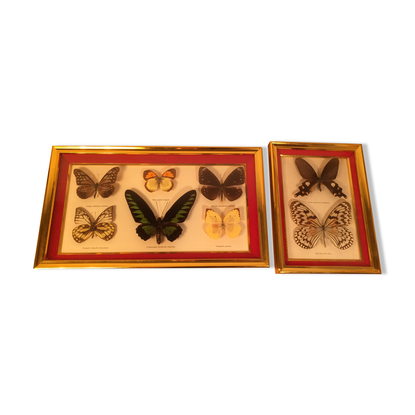 Pair of naturalized butterfly frames