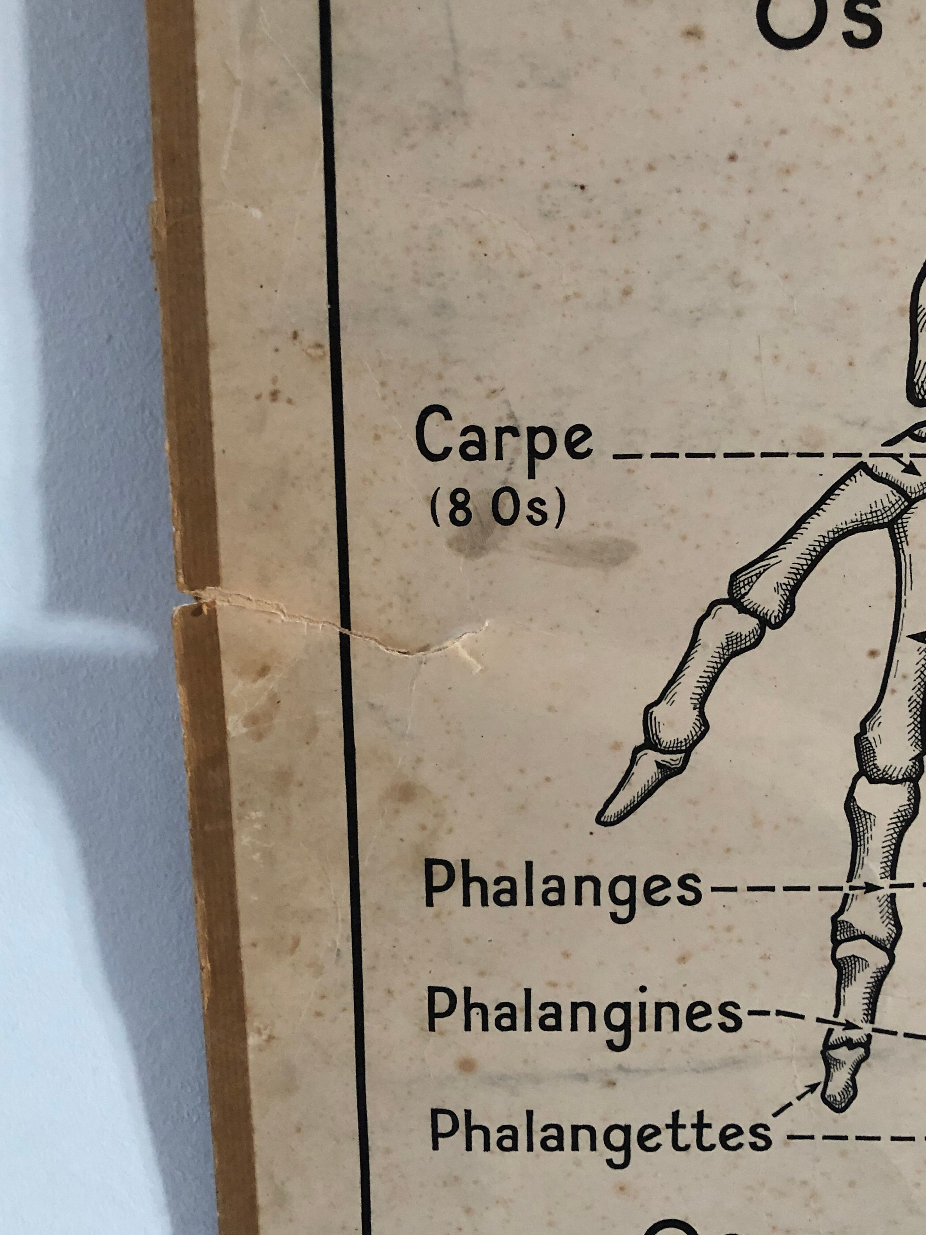 Educational poster Hatier 1950, skeleton plates and excretion
