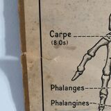 Educational poster Hatier 1950, skeleton plates and excretion