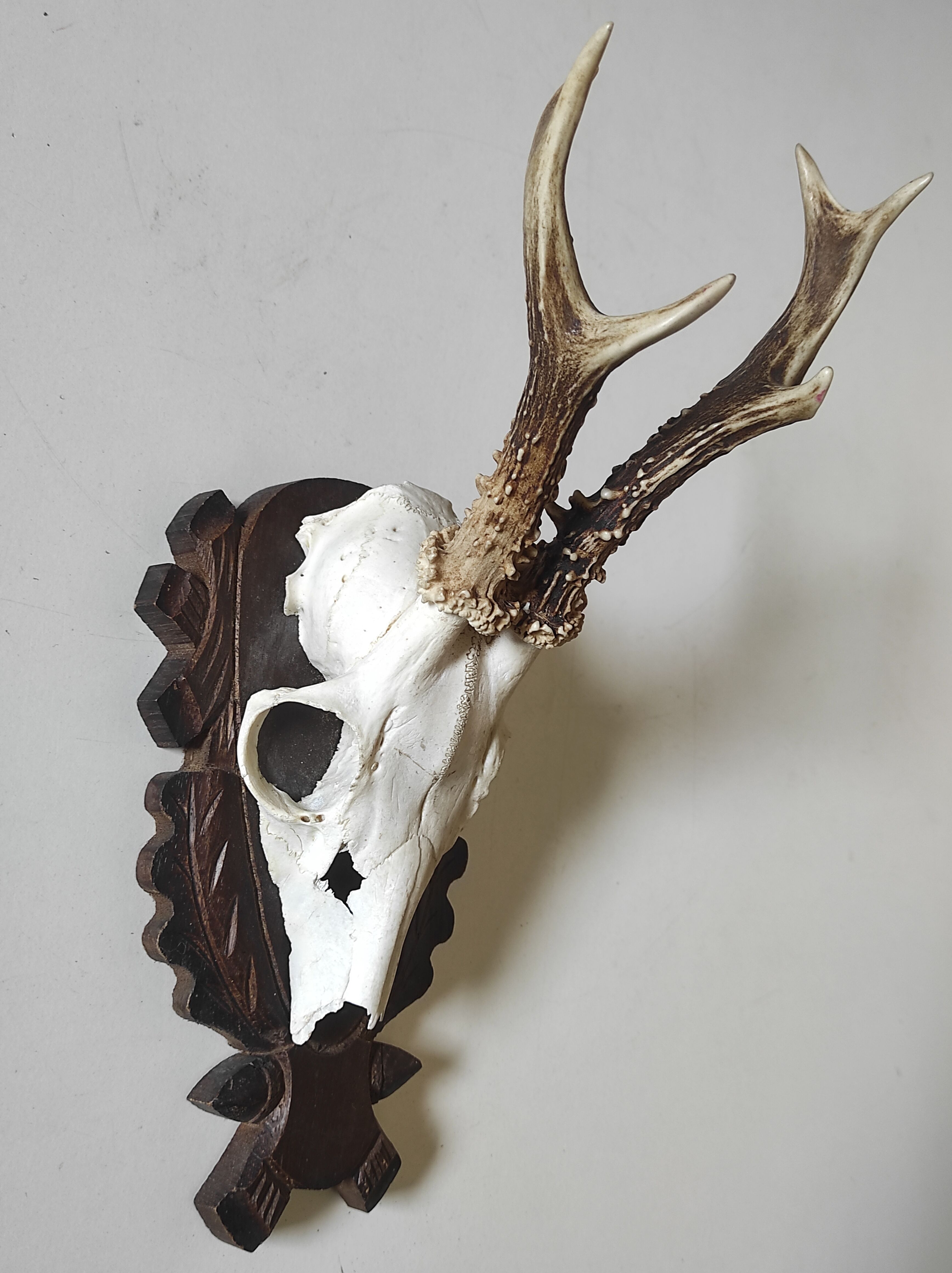 Massacre trophée chasse jeune cerf sur écusson en bois sculpté avec feuilles de chêne et glands