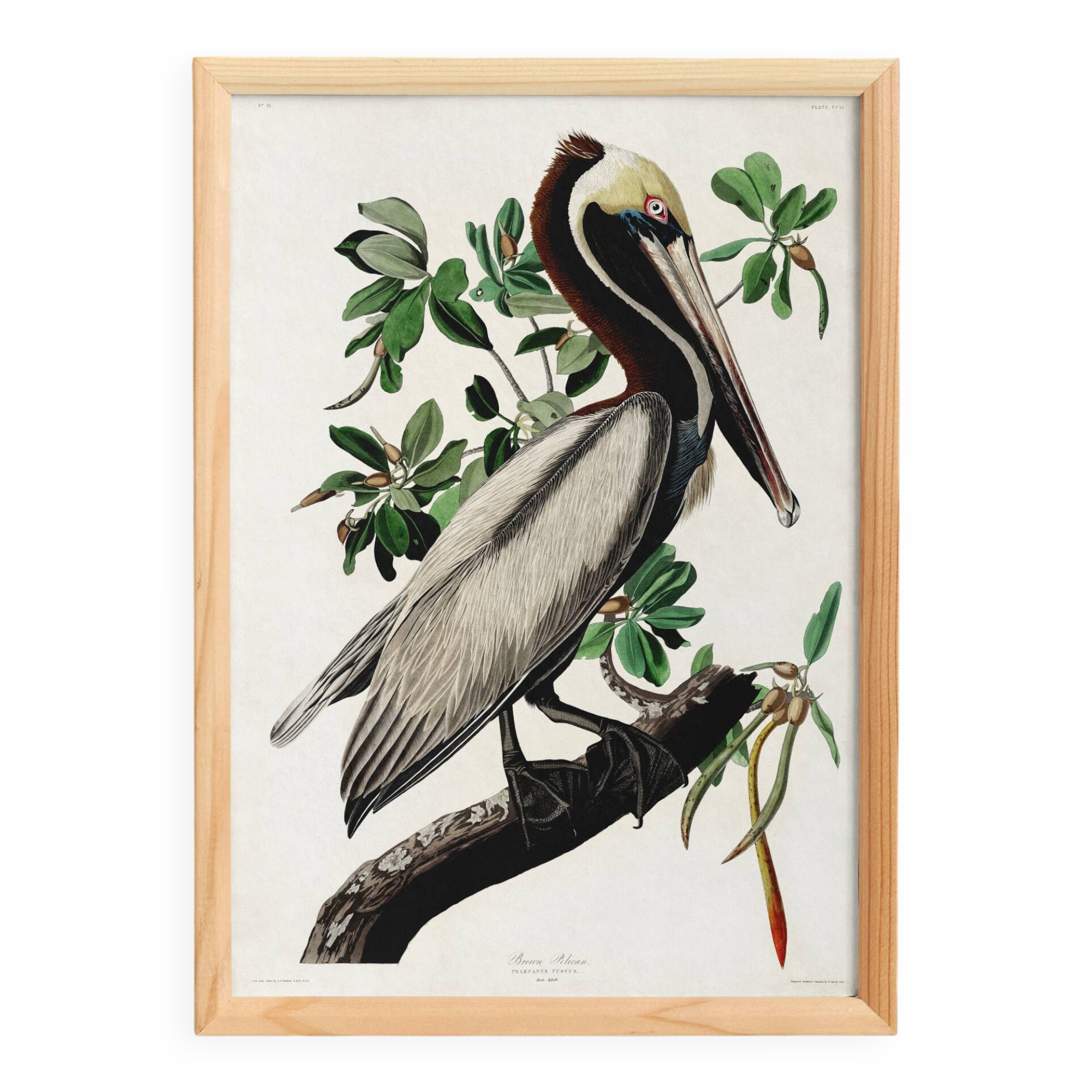 Poster about the Brown Pelican, based on an old engraving from 1827.