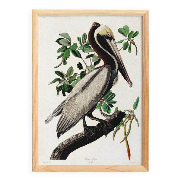 Affiche sur le Pélican brun, d’après une gravure ancienne de 1827.