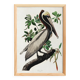 Poster about the Brown Pelican, based on an old engraving from 1827.