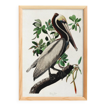 Affiche sur le Pélican brun, d’après une gravure ancienne de 1827.