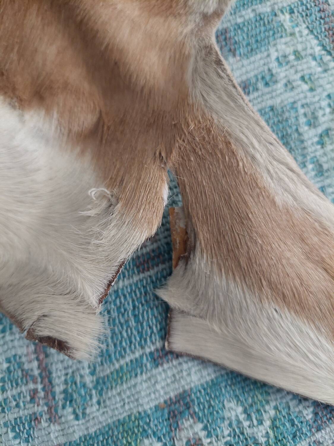 Used natural African animal skin rug (70x100cm)