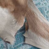 Used natural African animal skin rug (70x100cm)