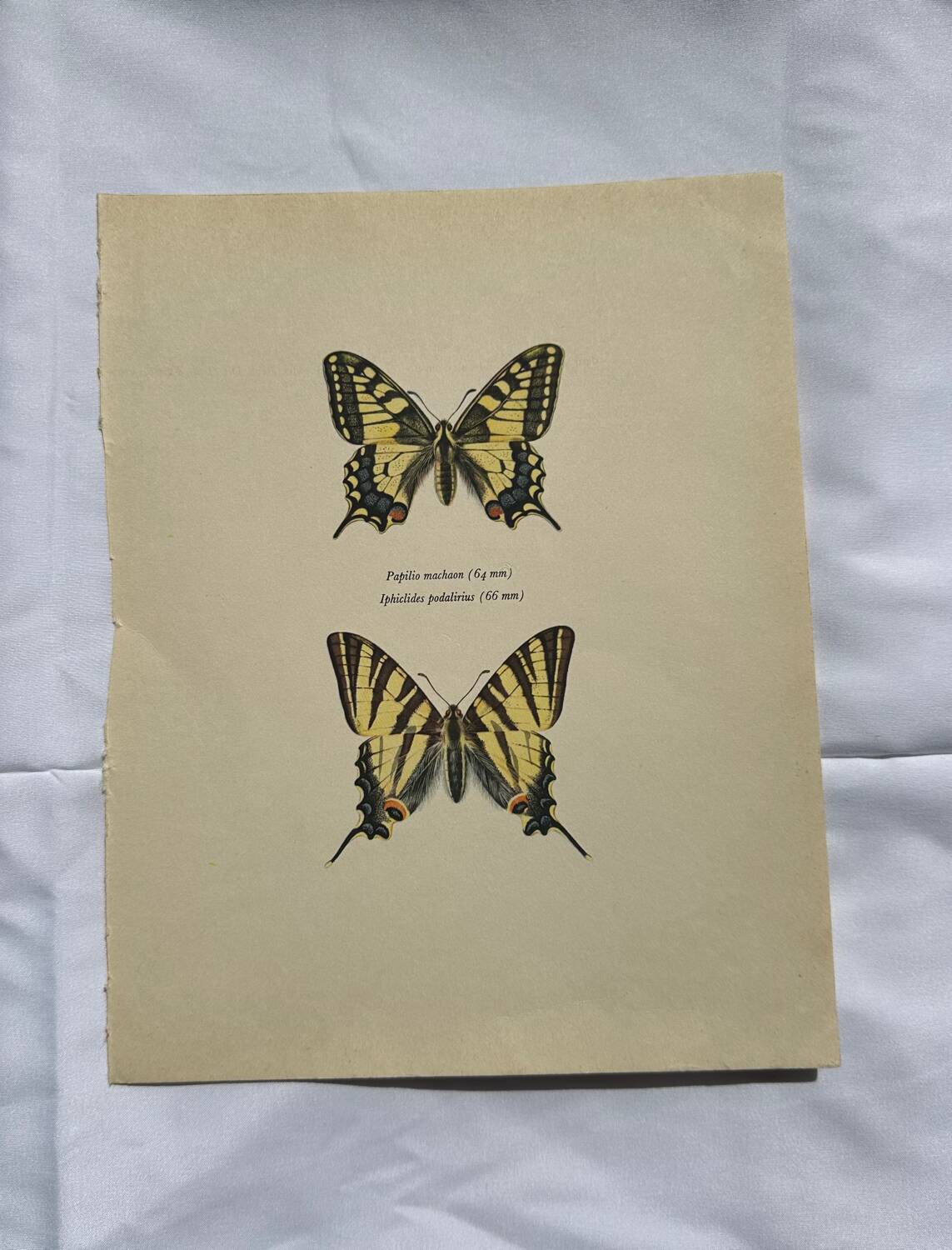 Antique engraving of a colorful butterfly from the early 1900s, a naturalist botanical plate
