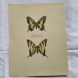 Antique engraving of a colorful butterfly from the early 1900s, a naturalist botanical plate