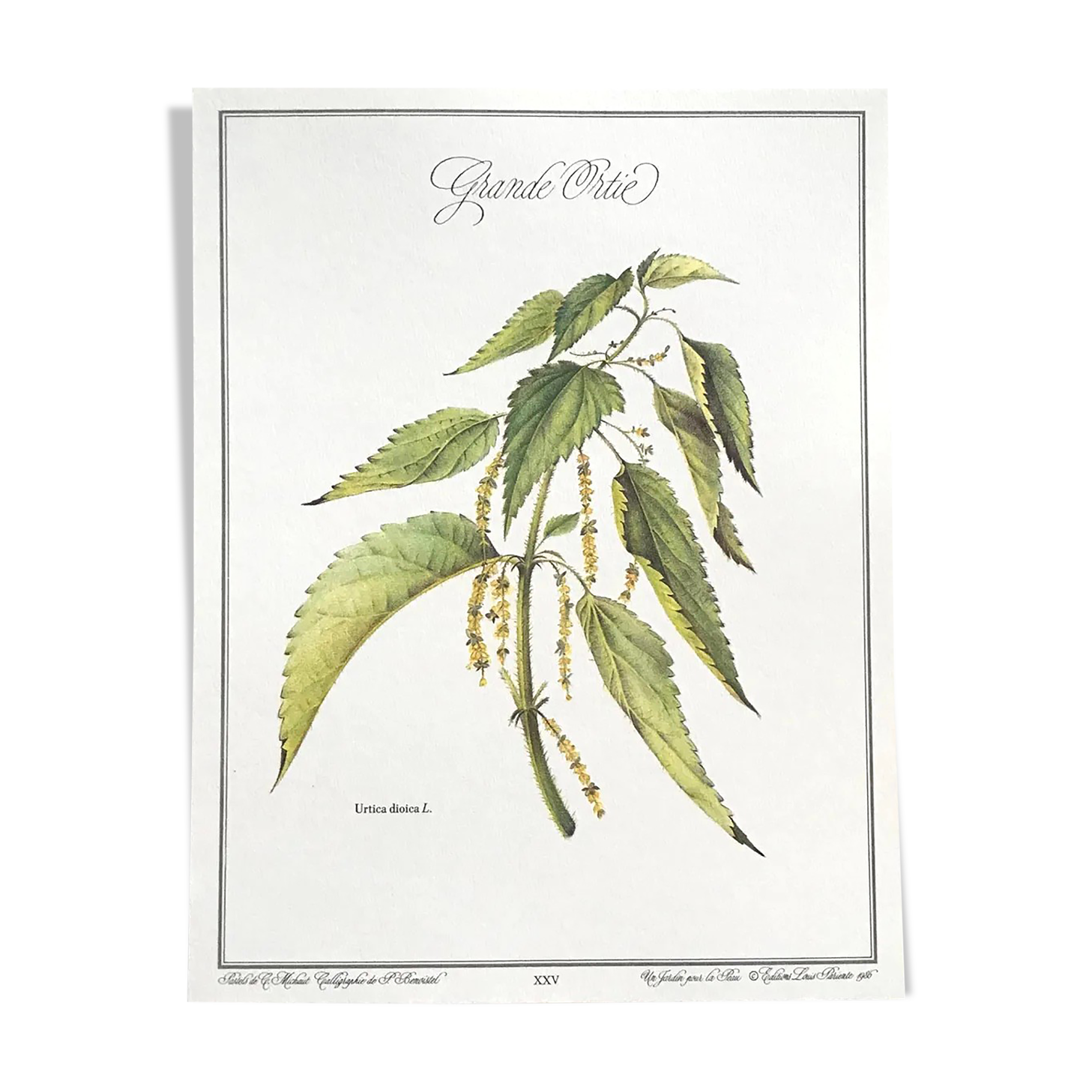 Botanical board the great Nettle