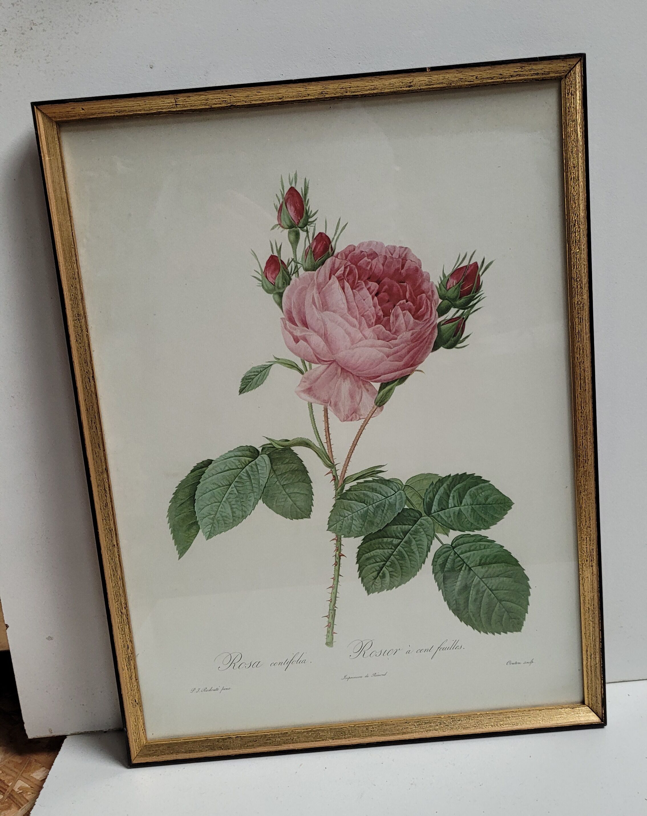 Hundred leaf rose lithograph