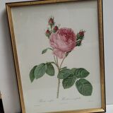 Hundred leaf rose lithograph