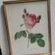 Hundred leaf rose lithograph