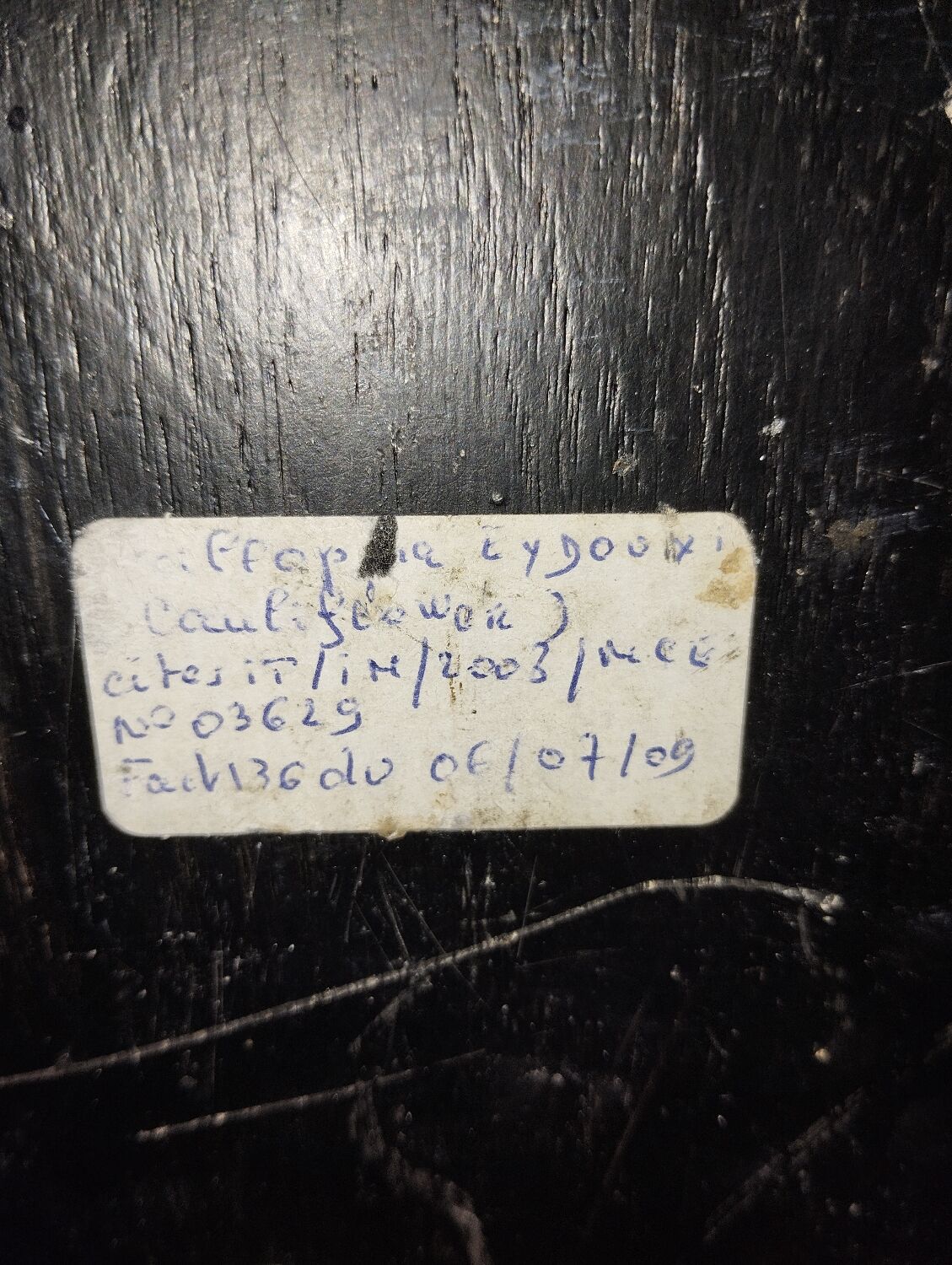 Coral on base cabinet of curiosities