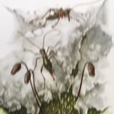 Vintage Insect Print Old Illustration from the 60s