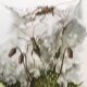 Impression vintage Insectes Illustration ancienne années 60