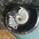 Marble trinket tray with ammonite fossil