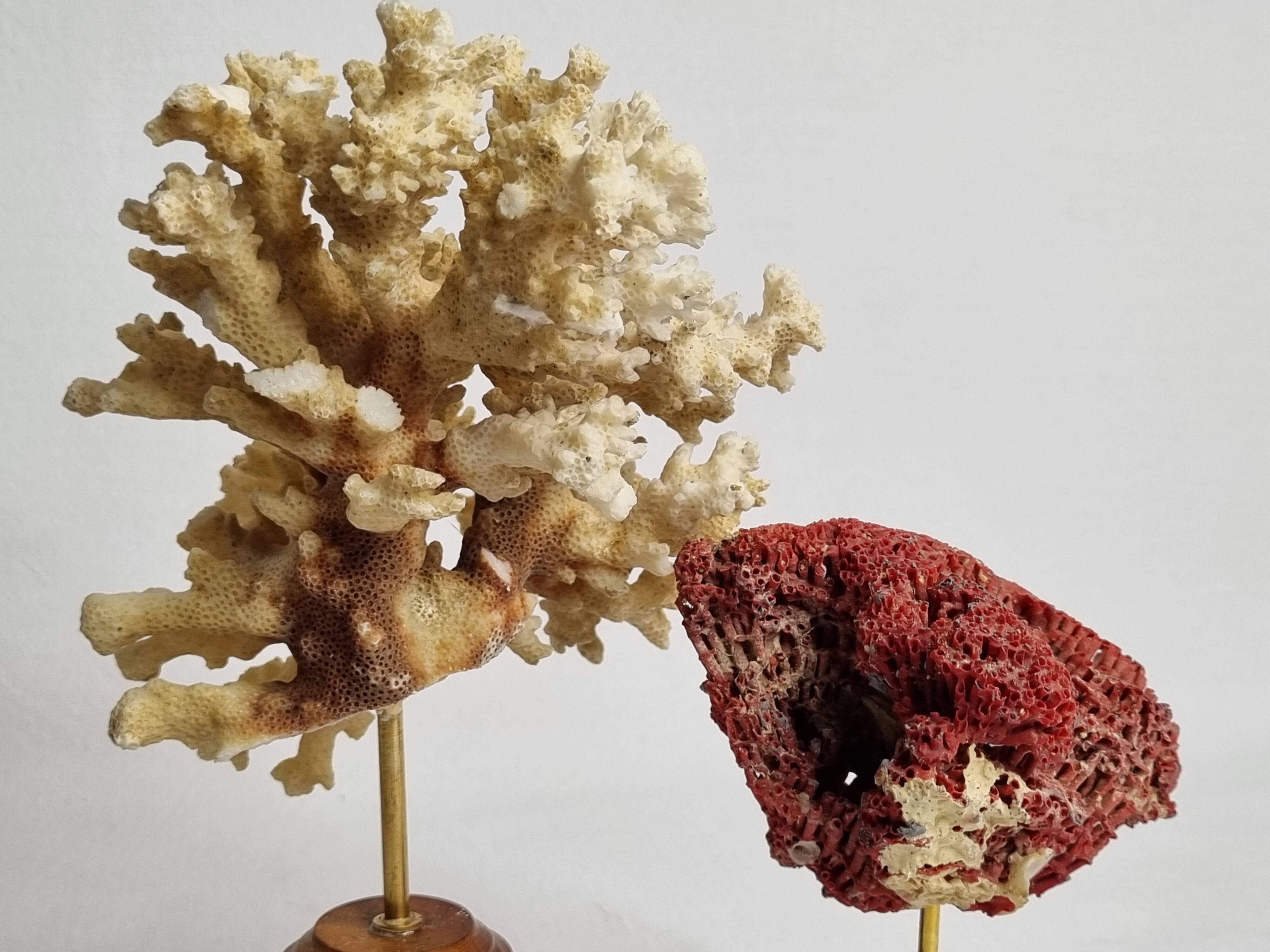 Set of two antique corals on turned wooden base, 20 cm