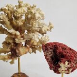 Set of two antique corals on turned wooden base, 20 cm