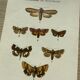 Vintage botanical plate antique butterfly engraving 1903 double-sided G. Denise