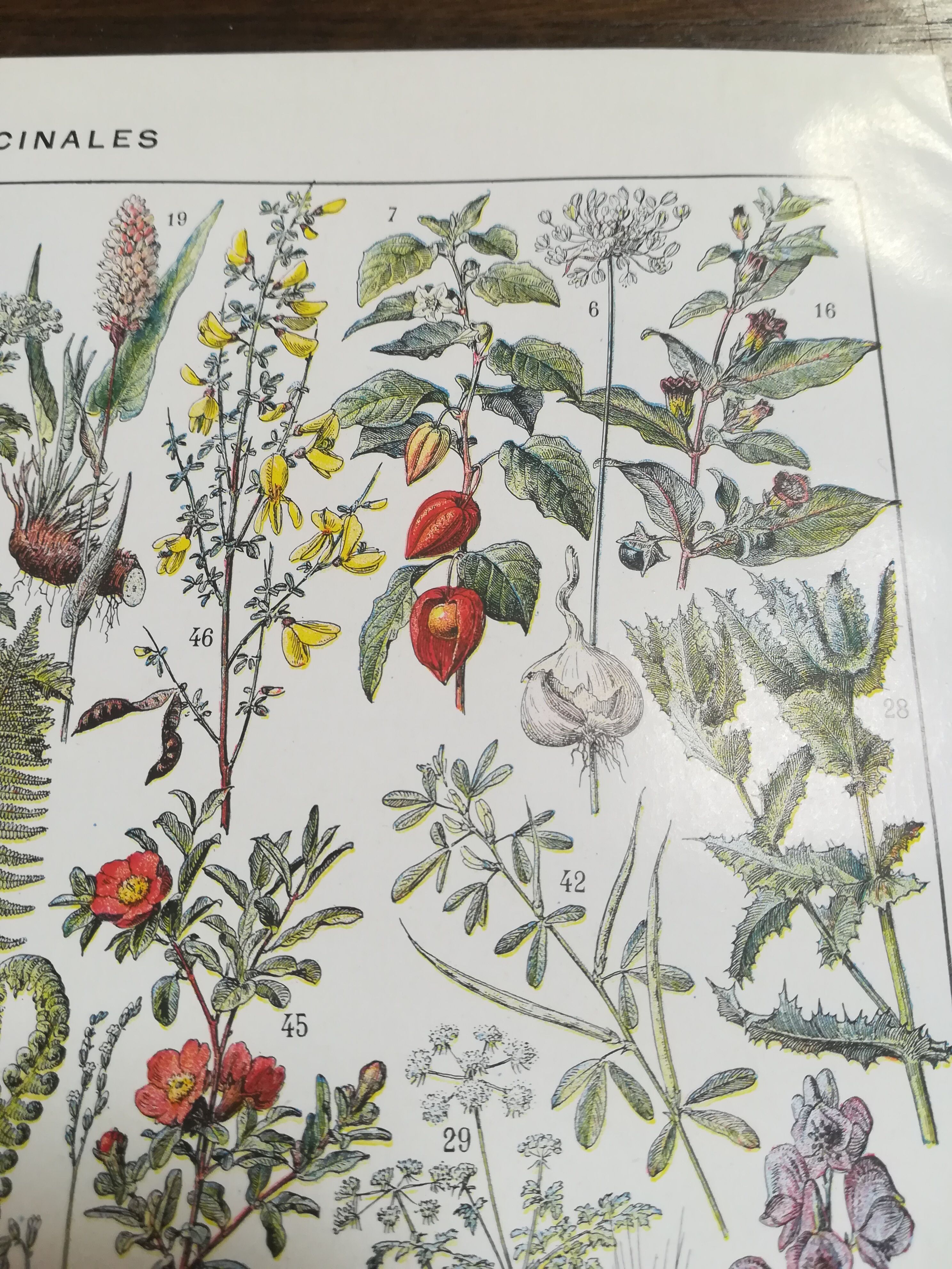 Lithograph on medicinal plants from 1928 (absinthe)