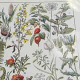 Lithograph on medicinal plants from 1928 (absinthe)
