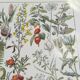 Lithograph on medicinal plants from 1928 (absinthe)