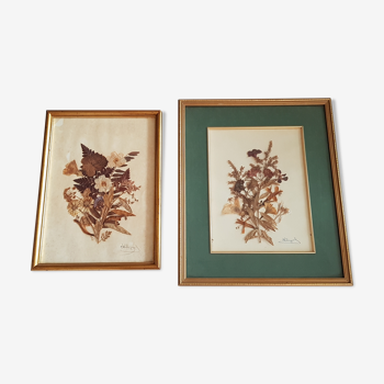 Herbariums under frame year 1970