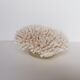 Corail authentique